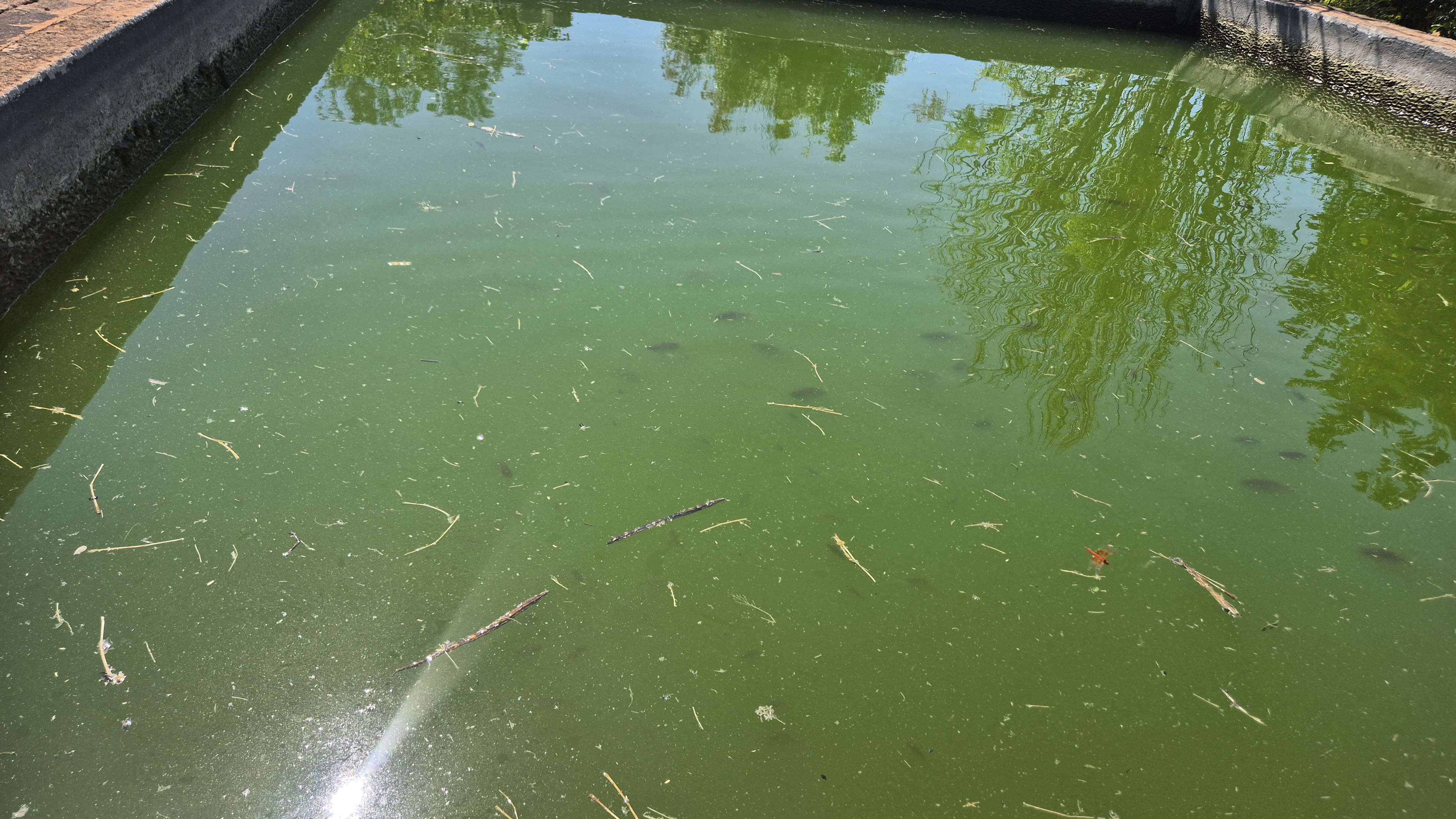 Agroforesterie Régénérative et Crédits Carbone en Namibie