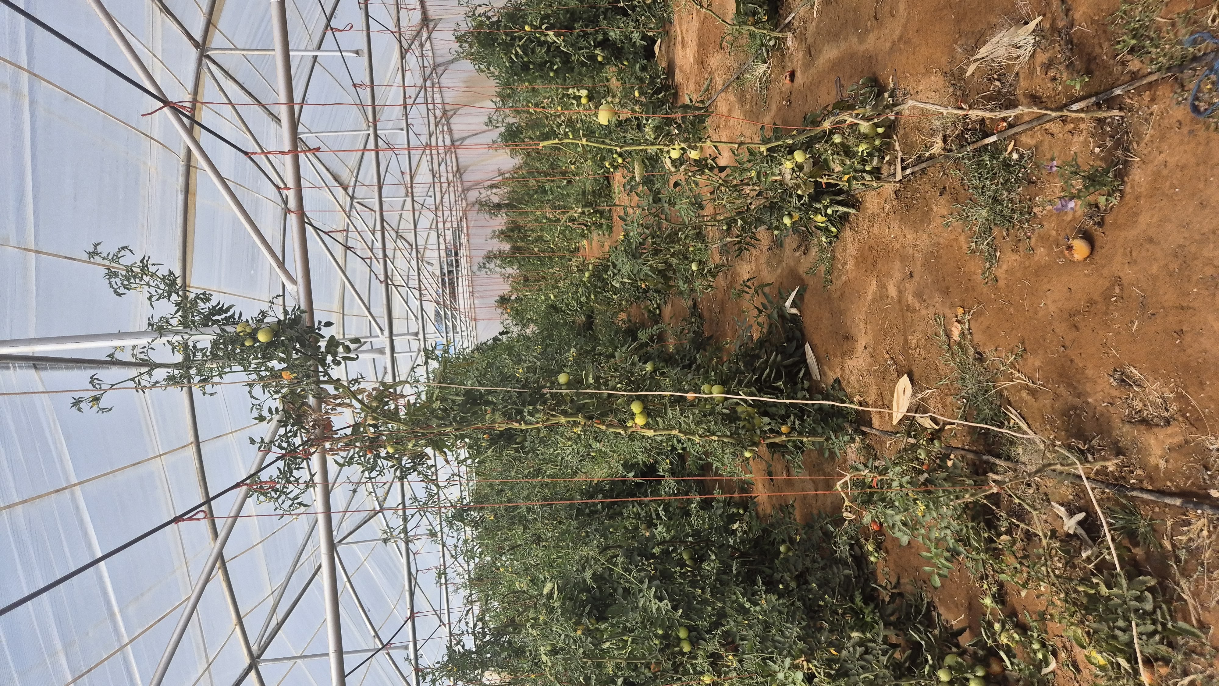 Plantations agroforestières en Namibie